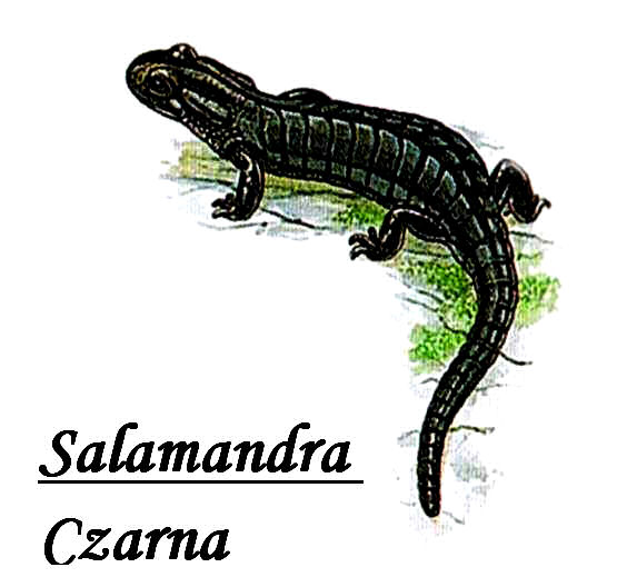 zwierzeta z podpisami obrazki ilustracje - Salamandra Czarna a1.jpg