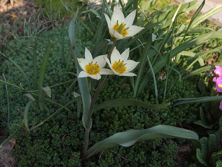 Byliny ogrodowe - Tulipan turkiestański.jpg