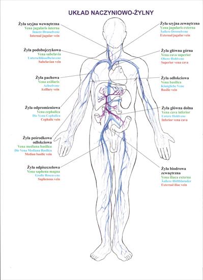 Atlas anatomiczny - PLAKATY Układ Naczyniowo- Żylny Przód.jpg