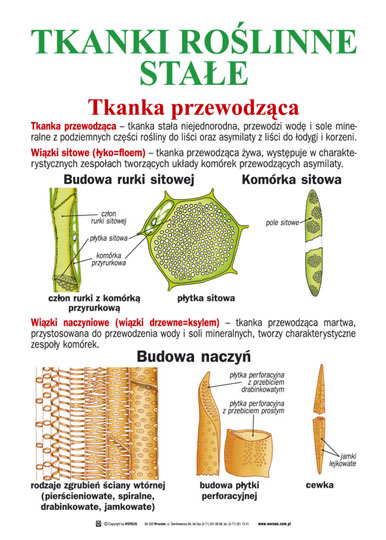 Tkanki roślinne - Tkanki_roslinne_stale_Tkanka_przewodzaca.jpg