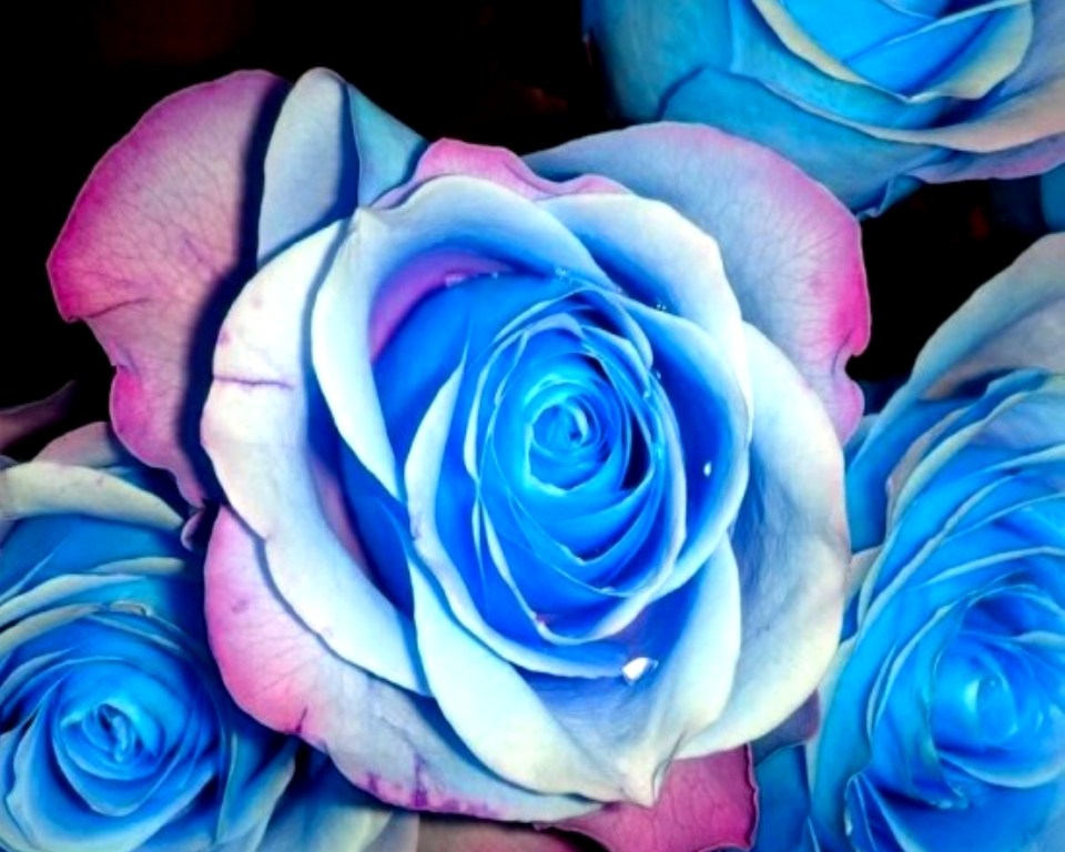 OBRAZY-GIFY NIEPOSEGREGOWANE - roza niebieska.jpg