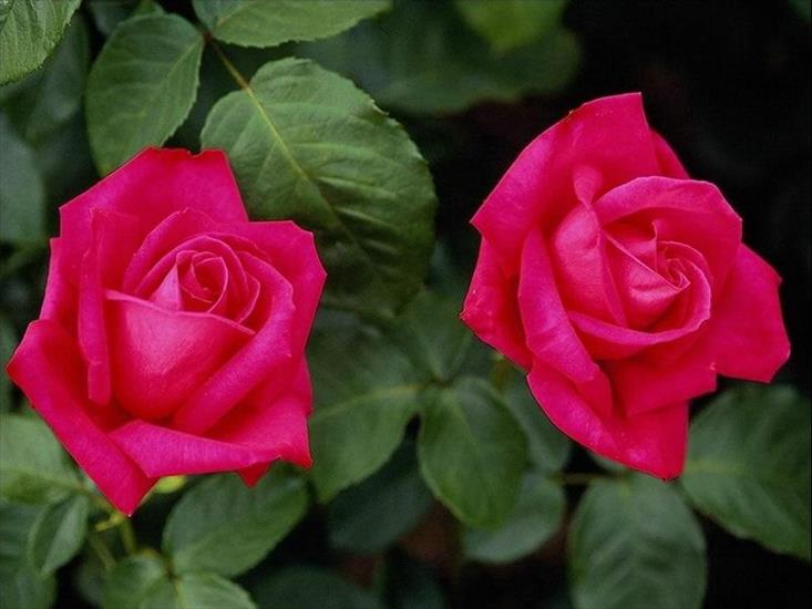 czerwone róże - tapetki_kwiaty_023.jpg
