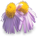 Kwiaty - Flower 26.png