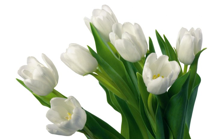 Tulipany - tulipany1.jpg