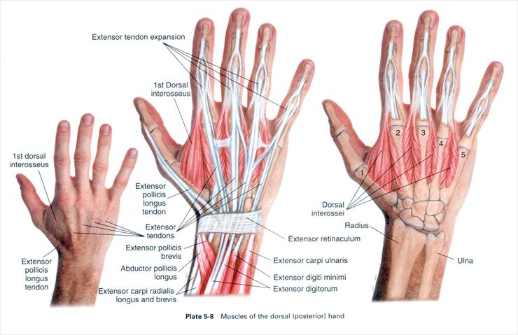 Anatomia masażu - P 5-8.JPG
