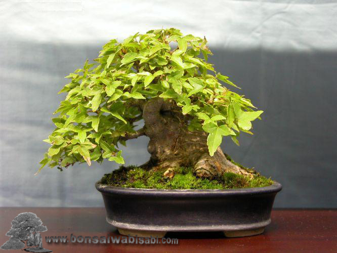    Drzewka  Bonsai   - bonsai.jpg