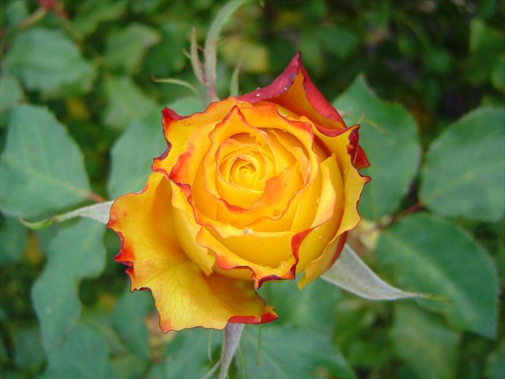 Kwiaty - 28694-yellow-orange-rose.jpg